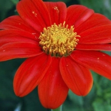 Титония Факел