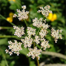 Тмин Аппетитный (овощной)