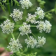 Тмин Анисовый мед (овощной)