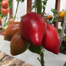 Томат Десперадо (Dwarf Desperado)