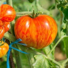 Томат 9 план открытого космоса