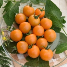 Томат Абрикотин F1