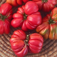 Томат Аккордеон розовый (Pink Accordion)