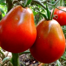 Томат Аксайский Трюфель