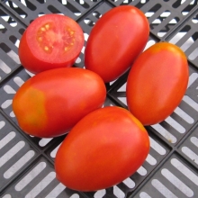 Томат Акварель