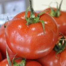 Томат Аламина F1