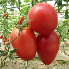 Томат Алсу