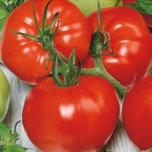 Томат Алтайский Сахарный