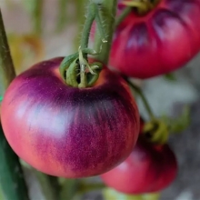 Томат Аметистовая драгоценность