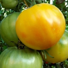Томат Ананас из Берна