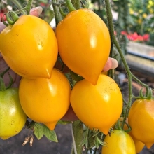 Томат Анна Герман