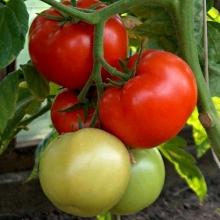Томат Атлантида