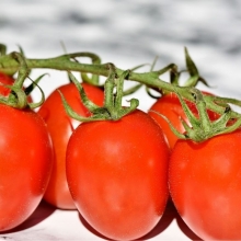 Томат Баламут F1