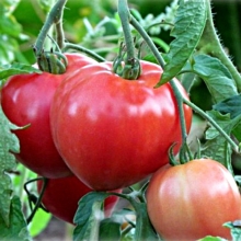 Томат Батяня