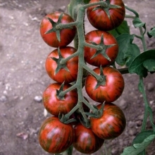 Томат Бэйби Тайгер F1