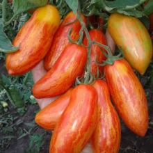 Томат Безумие Касади (большой пакет)