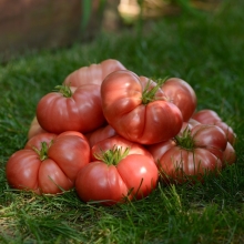 Томат Биг Бренди F1