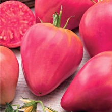 Томат БыС 8 (Розовый конический)