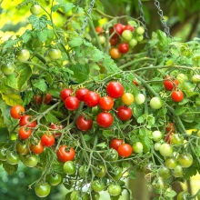 Томат Черри патио микс (балконный)