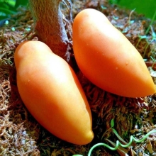 Томат Чухлома (большой пакет)