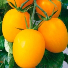 Томат Де Барао золотой