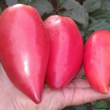 Томат Долговязая Салли малиновая (большой пакет)