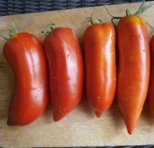 Томат Дракон