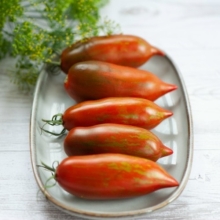 Томат Гном Восстание Боксёра (Dwarf Boxer Rebellion) (большой пакет)