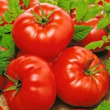 Томат Елинора F1