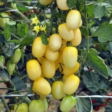 Томат Финик Белый F1