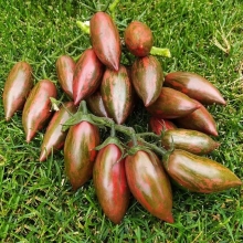 Томат Фиолетовый изумруд (Purple Smaragol)