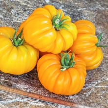 Томат Флорентийская красавица