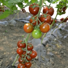 Томат Форте Акко F1