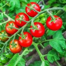 Томат Гаврош