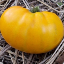 Томат Гигант Лимонный