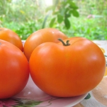 Томат Гном Блэйзин Бьюти