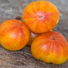 Томат Гном Конфетти (Dwarf Confetti)