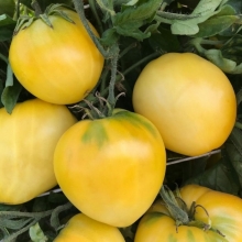 Томат Гном Лемон Айс