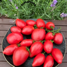 Томат Гном Отчаянный (Dwarf Desperado) (большой пакет)