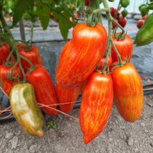 Томат Гном Карликовый перец полосатый (Dwarf Pepper like striped)