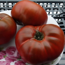 Томат Гном Тасманийский шоколад (Dwarf Tasmanian Chocolate)