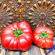 Томат Гном Укус змеи (Dwarf Snakebite)