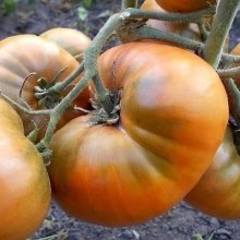 Томат Гном Улуру Охра (большой пакет)