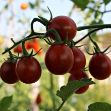 Томат Груша черная