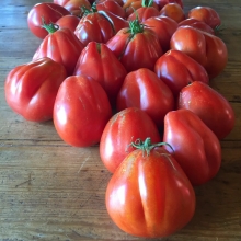 Томат Хинкали Красный F1