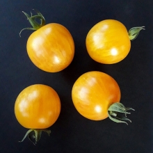 Томат Хуан-Ю