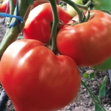 Томат Изабель F1 (Профессиональная линия)