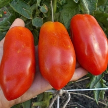 Томат Кебаб