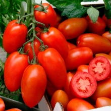 Томат Клавдия (большой пакет)