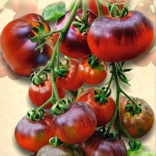 Томат Красный уголь
